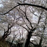 北沢緑地の桜！