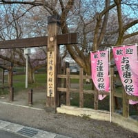 桜が満開の巻