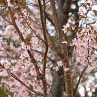オホーツクの桜、満開