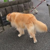 奥歯が痛くて歯科を受診したまのんママ