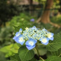 紫陽花の季節