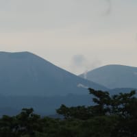 花の端境期の水林自然林には菌従属栄養植物などが（2025.6.8）#2 そして四季の里バラ園に