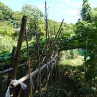 夏の九条ネギ、炭火焼が甘い、冬のヤーコンに匹敵　フラクトオリゴ糖(2025/7/7)