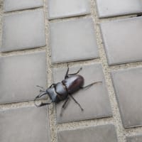 【さすが群馬県北部】クワガタ