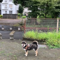 まり姫の散歩　8月6日　夏休み編　