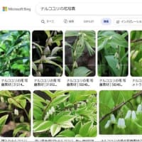 篠窪（しのくぼ）の隣町 小原流平井様「輝く花達」を生ける(2025/05/27)