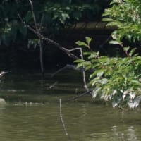 於大公園 ： 野鳥 ・ 翡翠 ・ カワセミ・・・フリー素材ブログ　カワセミ
