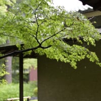 お写んぽ＊６月・雨の訪問者