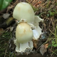 水無月から文月