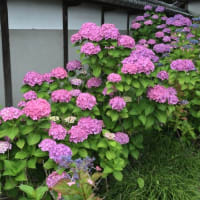 梅雨来る！紫陽花咲く！