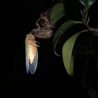 何とリュウキュウアブラゼミが椿の幹に〜？夜の庭！