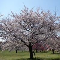 ２０２５・4・4日　今年も舎人公園の桜を見に行ってきました‼
