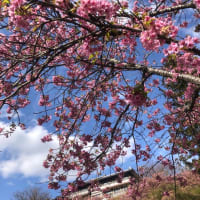 河津桜は満開😃