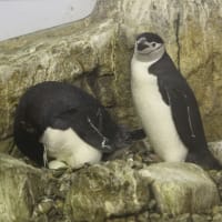 ヒゲペンギンの抱卵