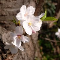 250409-01　東林間今年の桜　Fujifilm-Digtal Camera X100T
