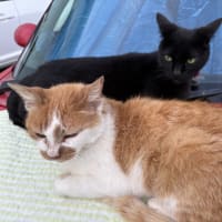 母の事を少し・・　～今日のニャンコ。