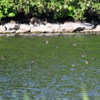 ハリオアマツバメの大群