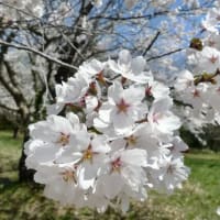 2024年4月13日　山楯城址公園の桜