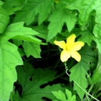 田んぼの見回りです