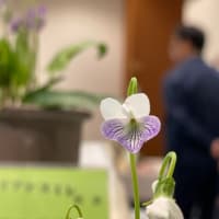 2025.4.5 神代植物公園　春の花