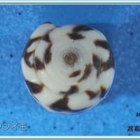ガクフイモ