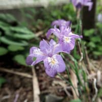 小さな花に目を向けて