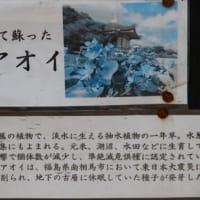 喜光寺の蓮