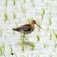 07/1探鳥記録写真：２０２５年5月に出会った鳥たち③