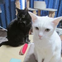 ブログお引越ししまちた