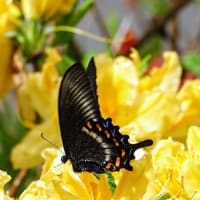 夏が来た！　ツツジに遊ぶ蝶