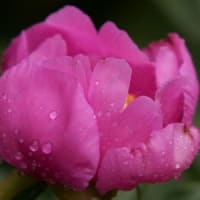 お向かいさん（喫茶店）の花