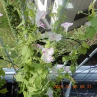 ベランダは夏の花ざかり