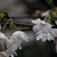 逝く春