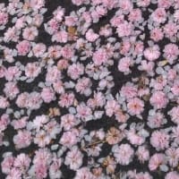 法隆寺宝物館の八重桜