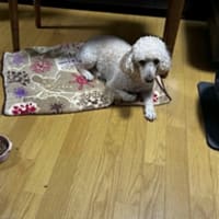 アリス君、男子にモテモテで困っちゃた日！？