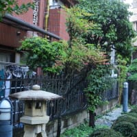 本年は、庭の梅の木から梅ジャムが・・・。