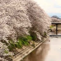 近鉄田原本線　箸尾駅付近の桜（奈良県）