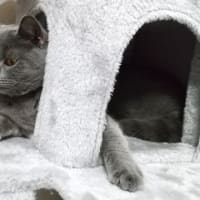 猫タワーとごろ