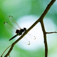 ウマノスズクサとジャコウアゲハ（板橋区立赤塚植物園 2025.6.28 撮影）