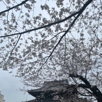 写仏の日 桜咲く中で