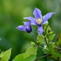 庭の花    北海道     続き