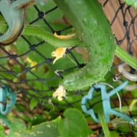 プランター菜園