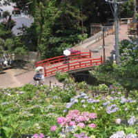 形原温泉あじさいの里-3