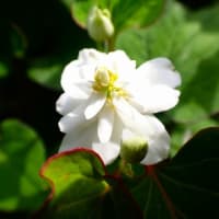 トウモロコシの雄花、出始めてグミの実、熟す