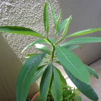 ミツマタ成長記録
