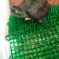 我が家のクサガメ
