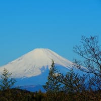 桜の開花状況と今朝の富士