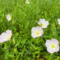 オサンポ walk - 植物plant : ヒルザキツキミソウ Pink evening primrose in another place
