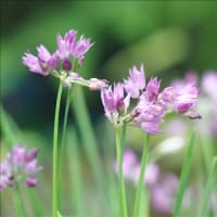 中国原産のA.cyathophorumで～す。