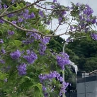 青い桜